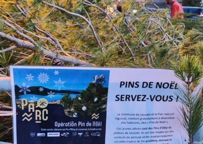 leucate pins alep3 - Mairie de Leucate