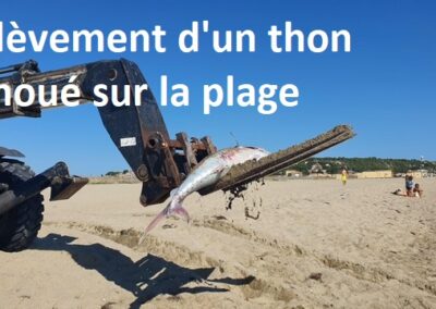 travaux quotidiens51 leucate2025 7 - Mairie de Leucate